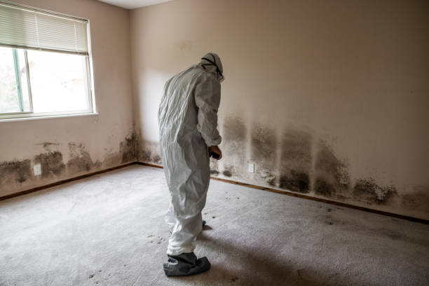Best Attic Mold Removal  in Waynesboro, PA
